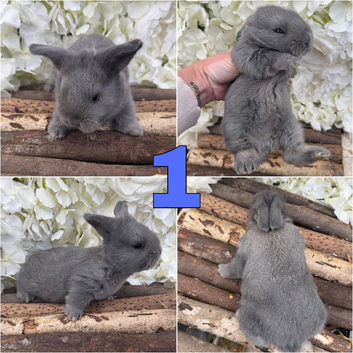 4 x Beautiful Continental Giant &times; French Lop Babies