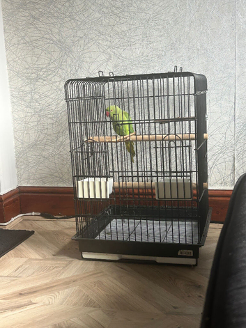 Zazu the ringneck