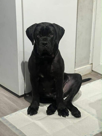 Cane corso 8month old boy