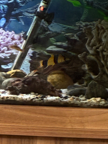 Clown loaches