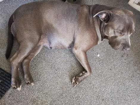 Blue staffy puppies