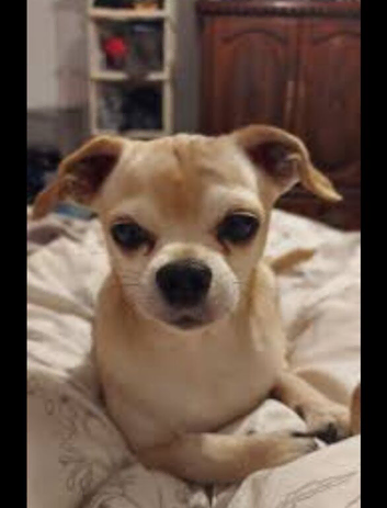 Chihuahua girl 4 years old