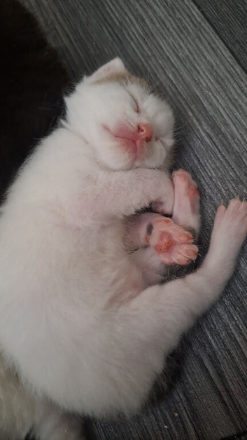 Kittens️