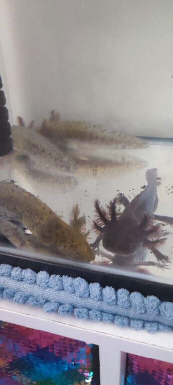 Wild axolotls