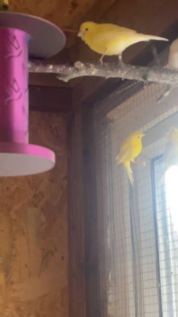 3 Irish canaries