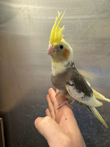 Hand reared baby cockatiel available