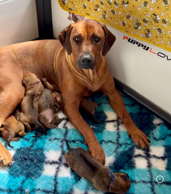 Rhodesian Ridgeback Pups