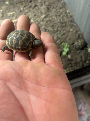 Herman&rsquo;s tortoise