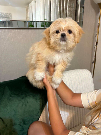 Shih tzu lovely BOY