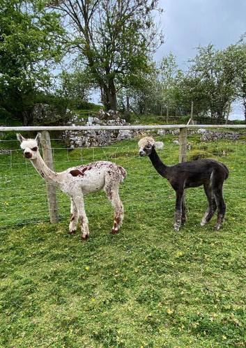 Stunning yearling alpaca males, BAS registered