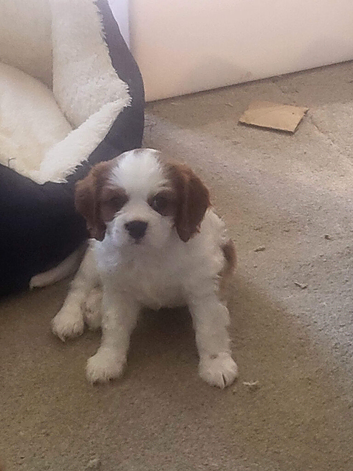 Blenheim puppies - 1 girl and 1 boy
