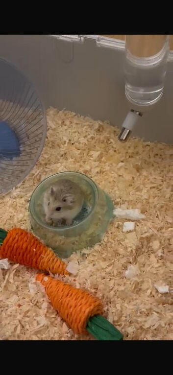 MOCHI!