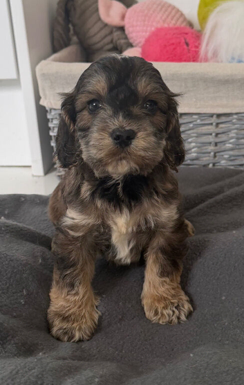cockapoo puppies