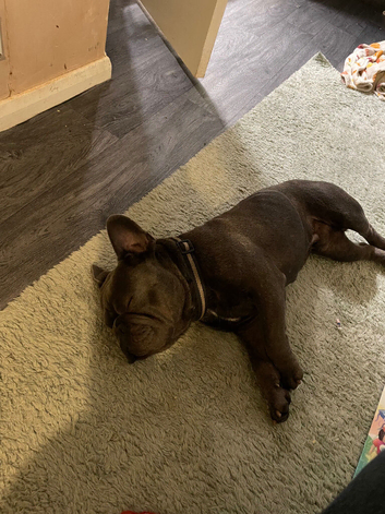 French bulldog for sale