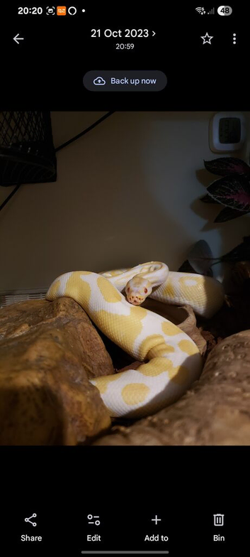 Albino 100% het pied