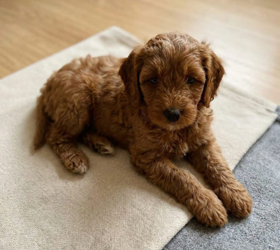 Cavapoo puppies