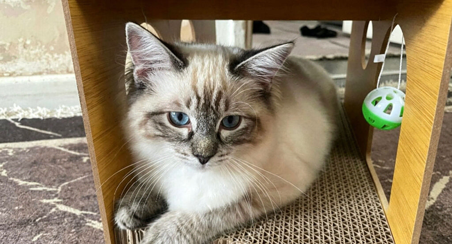 Ragdoll kitten