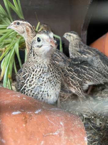 Coturnix Quail