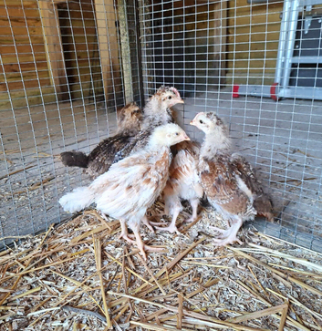 Chicks