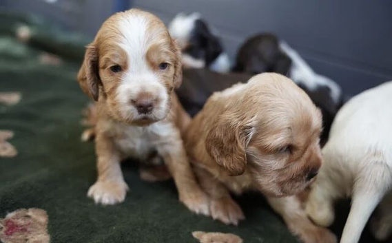Beautiful Show Cocker Spaniel Puppies - Castlelodge Cocker Spaniels
