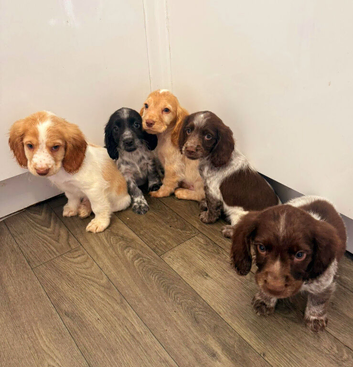 Kc cocker spaniel puppies