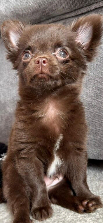 Chocolate chihuahua