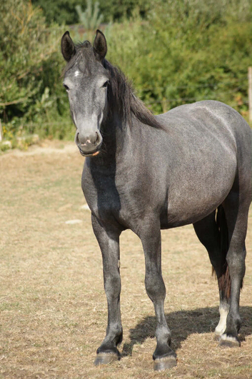 Sole use stables / yard or land where stables can be put