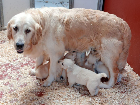 Golden retriever female for sale