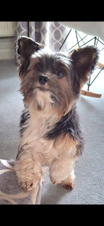 Purebred Pedigee Biewer Terrier Proven Stud