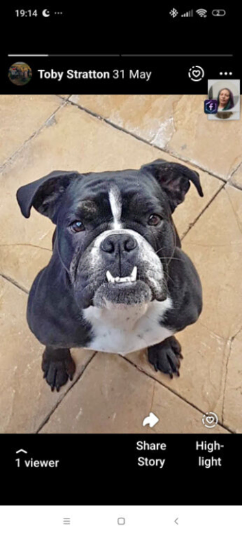 English bulldogs