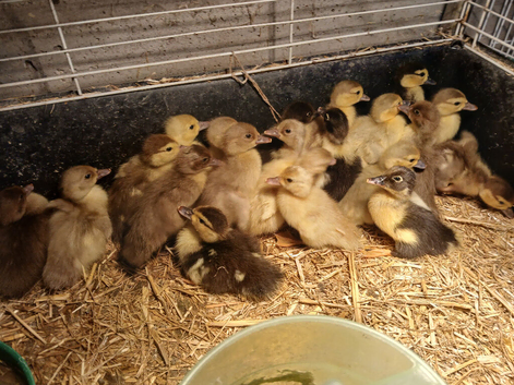 Muscovy ducklings