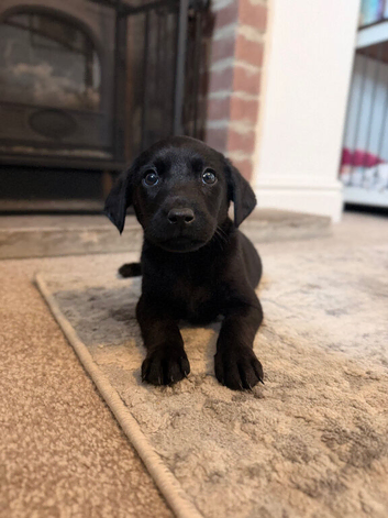One kc gorgeous kc Labrador pup still available