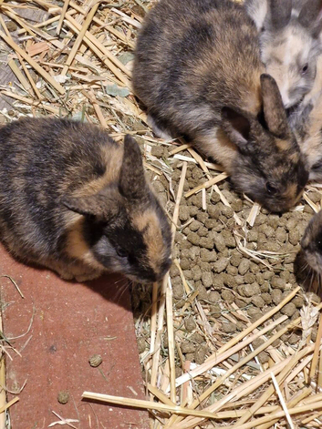 Baby rabbit
