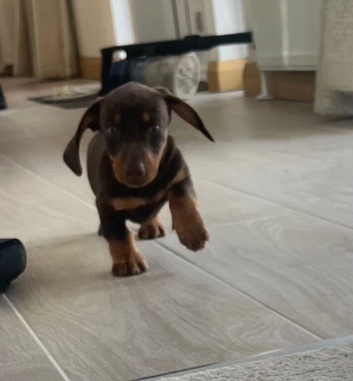 Dachshund