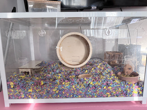 Tame female Syrian hamster and setup