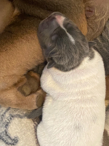 Shar pei puppies