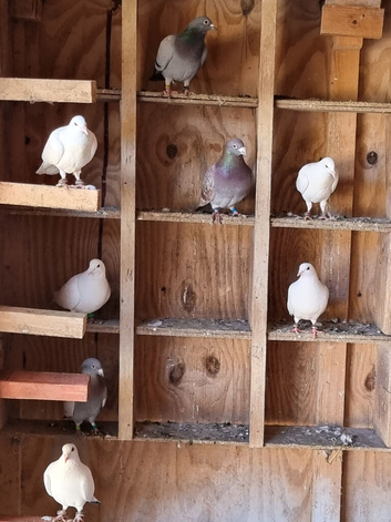 Recer pigeons