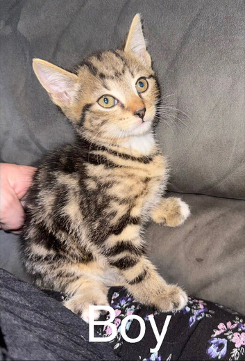 Beautiful kittens