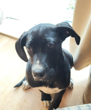 Cane corso x American bulldog puppy
