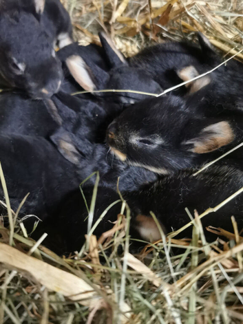 Rex rabbits for sale