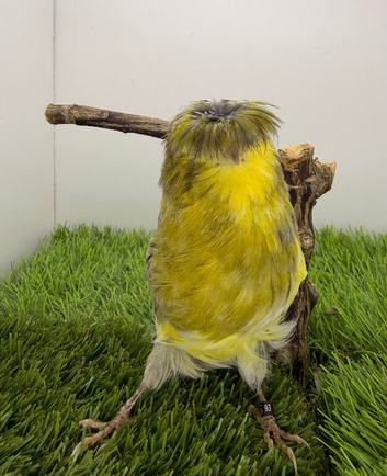 Lancashire canary male