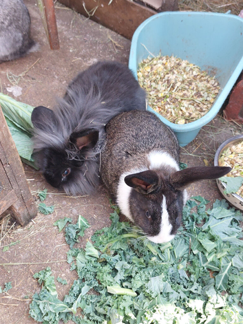 Male lionhead cross rabbits