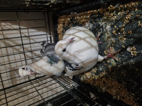 Bonded couple