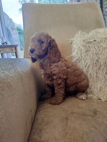 Cockapoo puppies f2