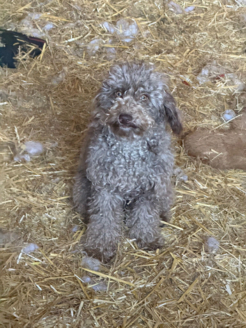 Toy Labradoodles