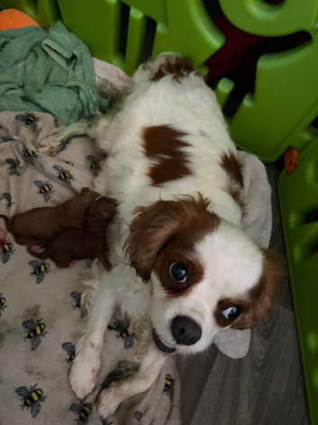 DEEP FOX RED F1 CAVAPOO DNA TESTED READY NOW