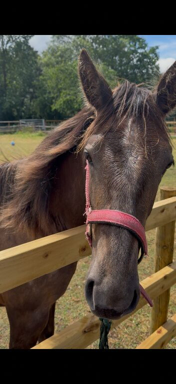 Azteca ( Andalusian/quarter horse )