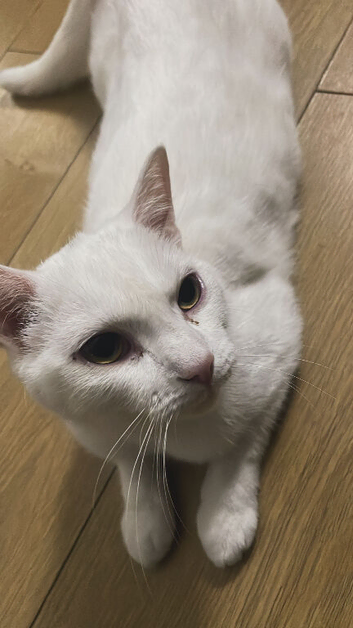 1 year old
