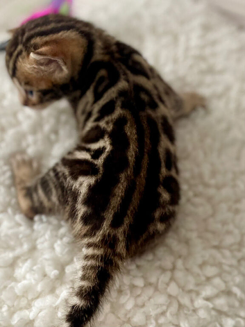 Two Gorgeous Luxurious Bengals