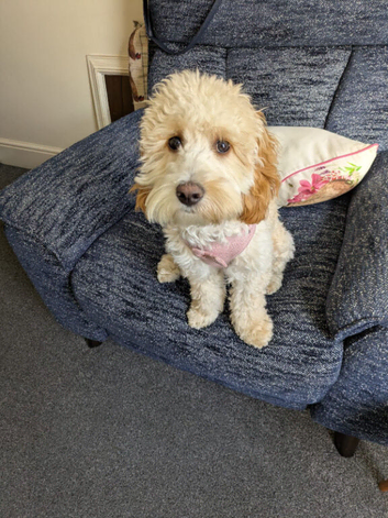 Cockerpoo
